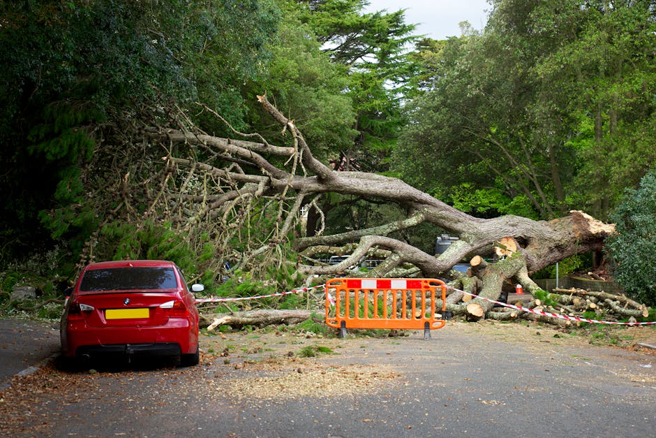 A large fallen tree with thick branches and a substantial trunk lies across a parking area, partially blocking the space and extending into a grassy and wooded area behind. The tree has split near its